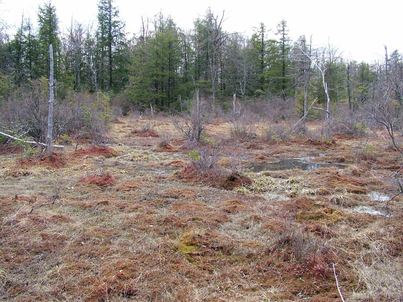 Cotton-grass Poor Fen